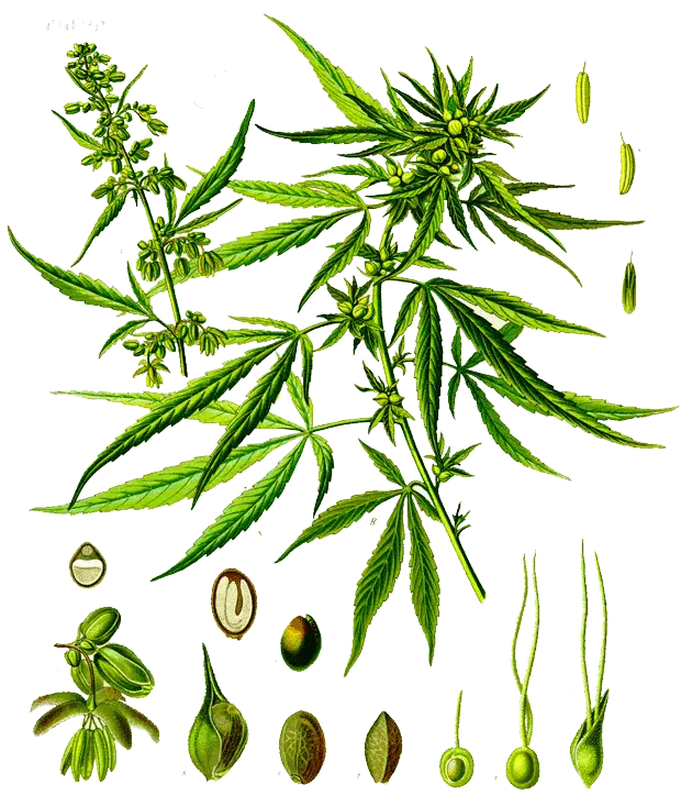 Detailed Cannabis Plant Illustration