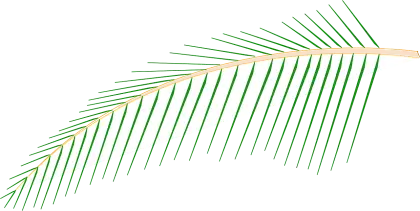 Green Palm Leaf Illustration