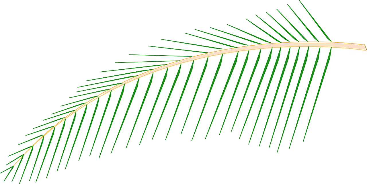Green Palm Leaf Illustration