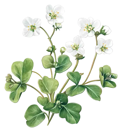 White Flowers with Green Leaves