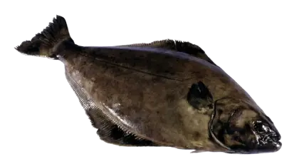 Large Flat Fish