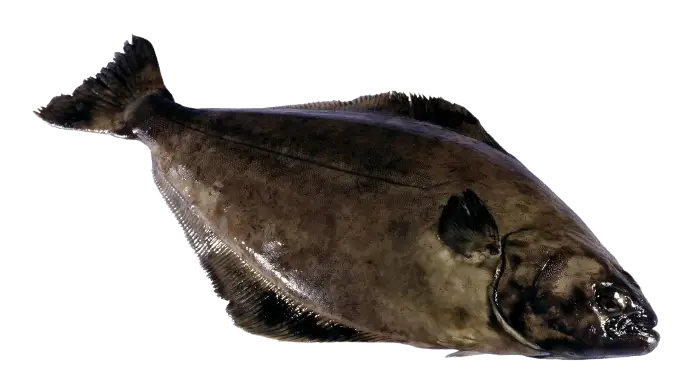 Large Flat Fish