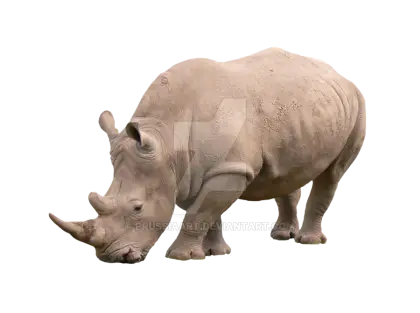 White Rhinoceros Grazing