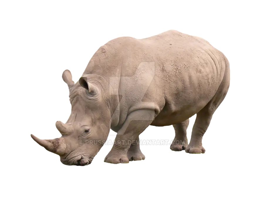 White Rhinoceros Grazing