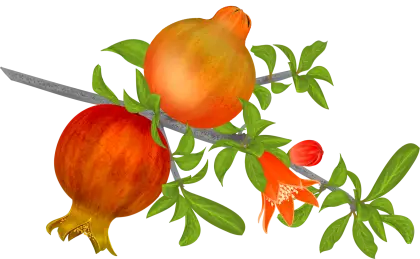 Pomegranate Branch with Ripe Fruits