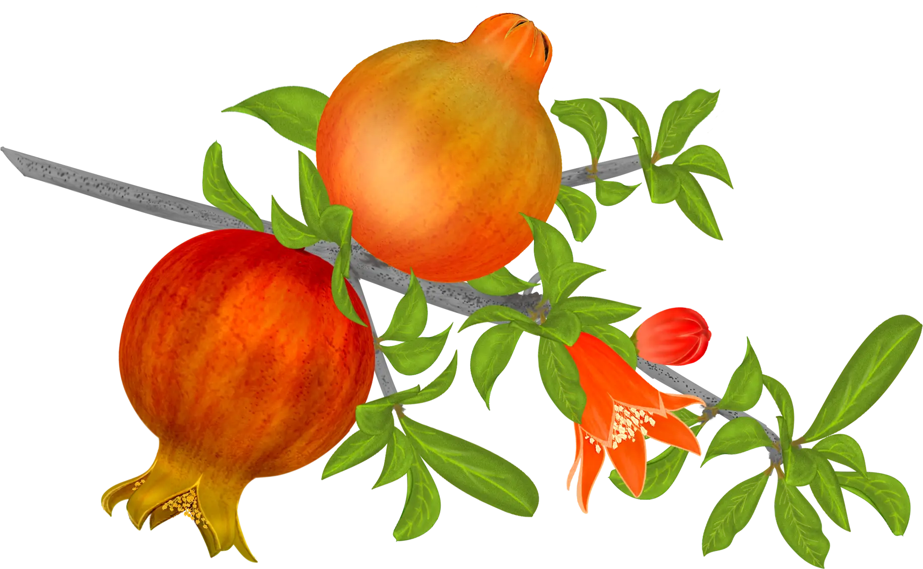 Pomegranate Branch with Ripe Fruits
