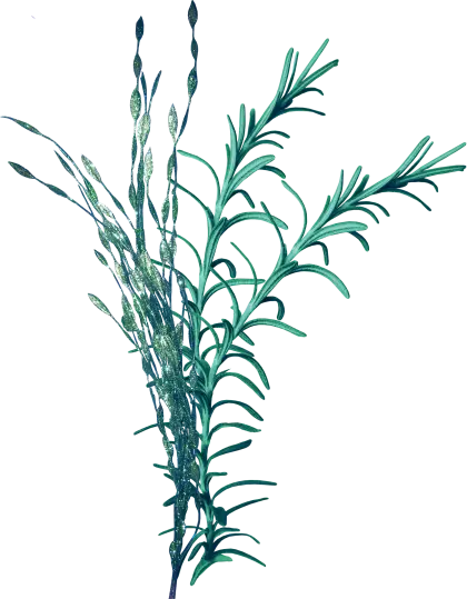 Green Seaweed Illustration
