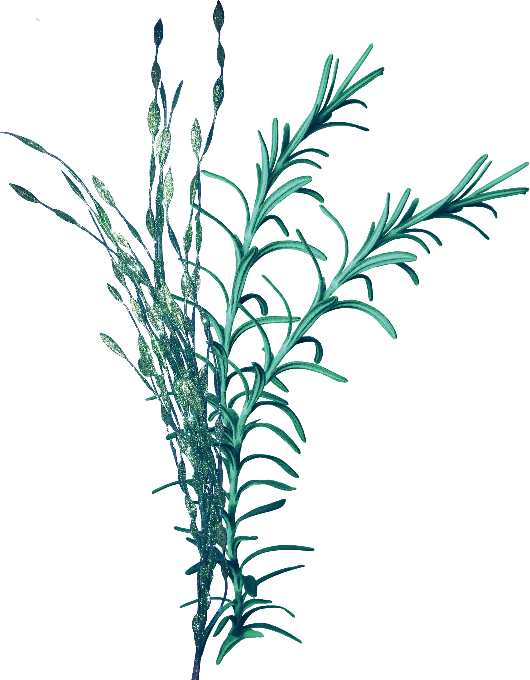 Green Seaweed Illustration