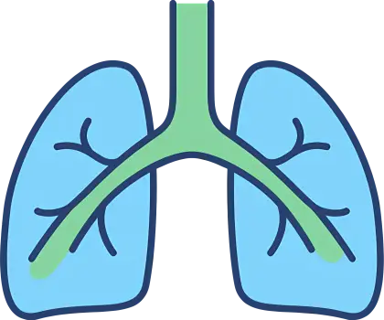 Medical Illustration of Human Lungs