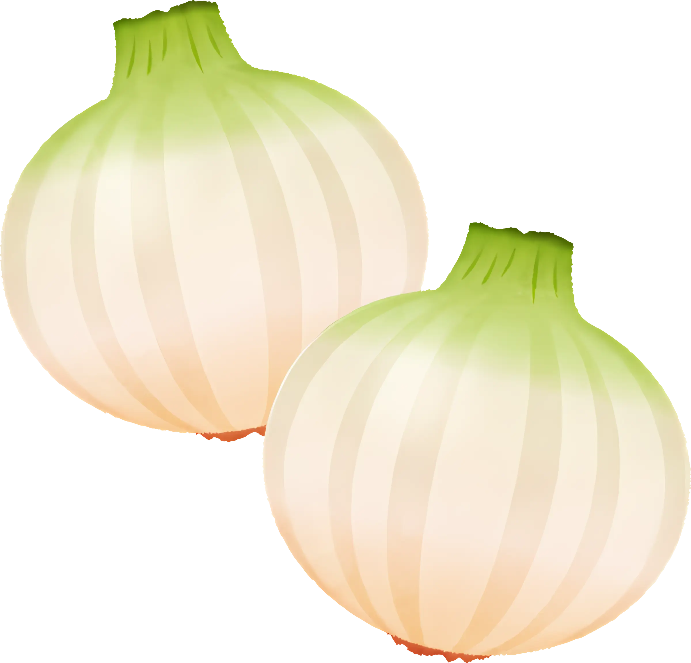 Illustration of Fresh White Onions