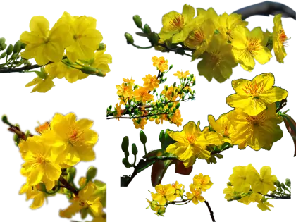 Yellow Flowers on Branches