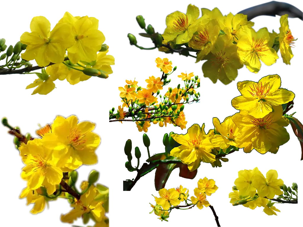 Yellow Flowers on Branches