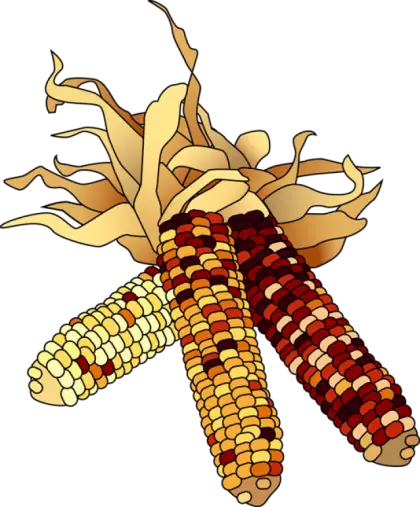 Colorful Corn Illustration