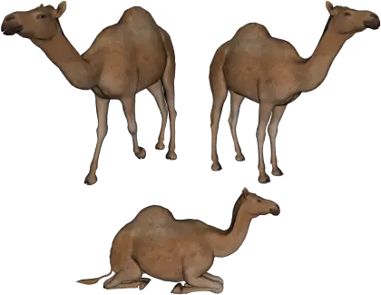Group of Desert Camels