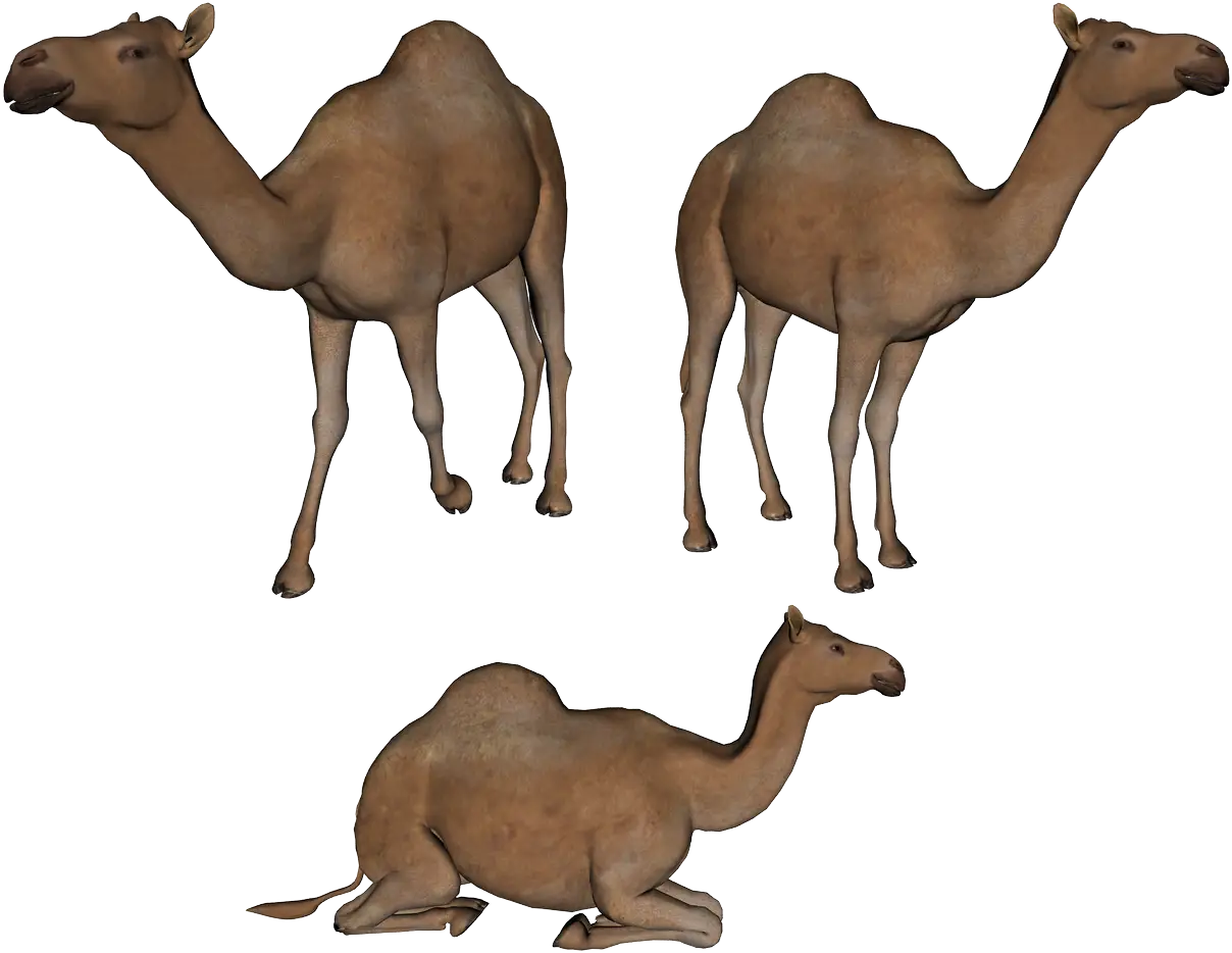 Group of Desert Camels