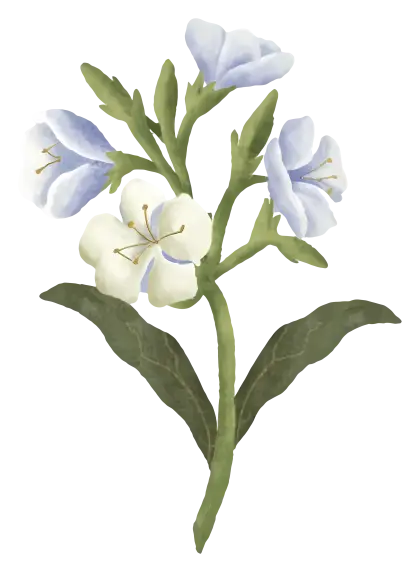 Delicate Blue and White Flowers Illustration