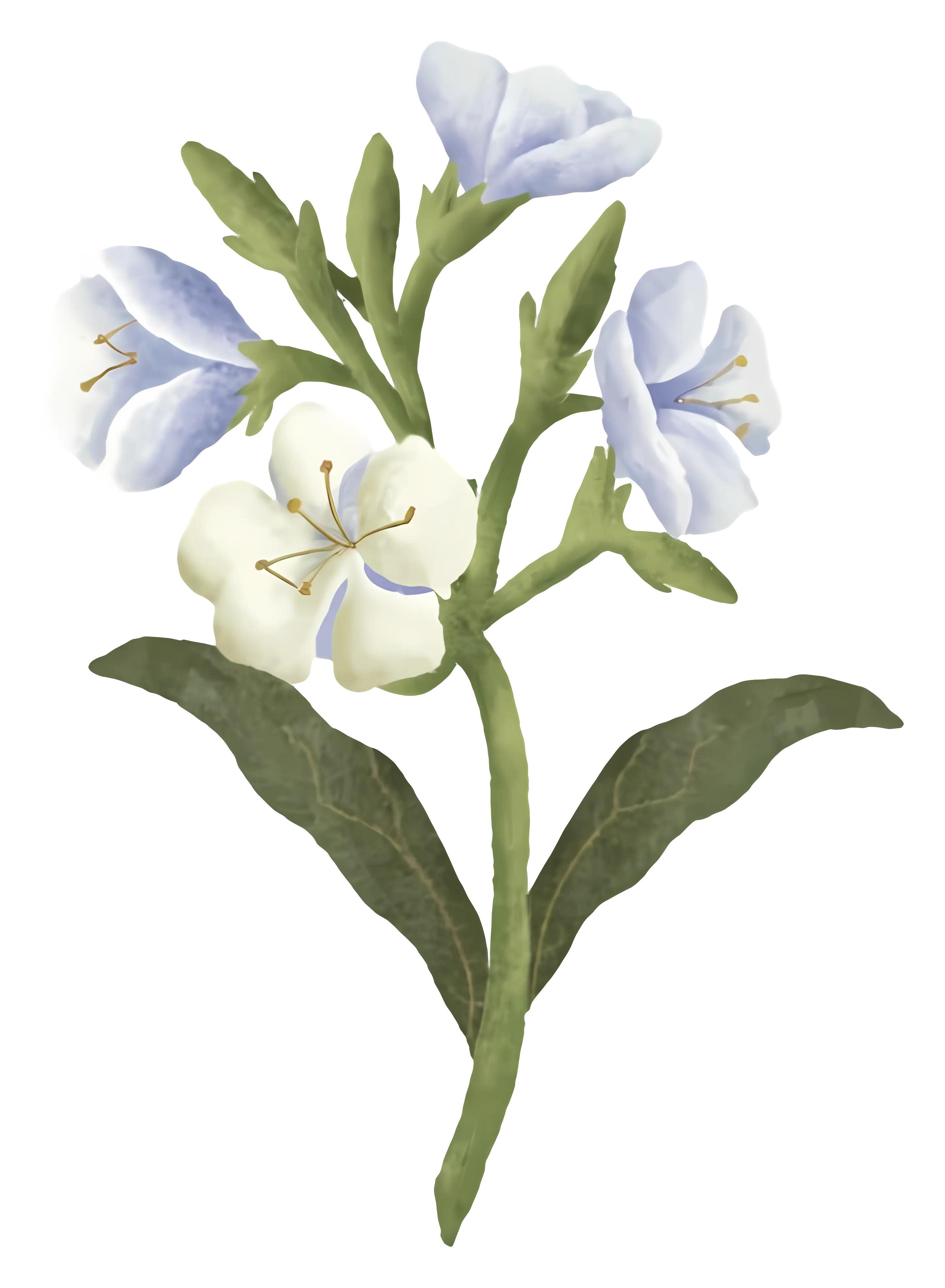 Delicate Blue and White Flowers Illustration