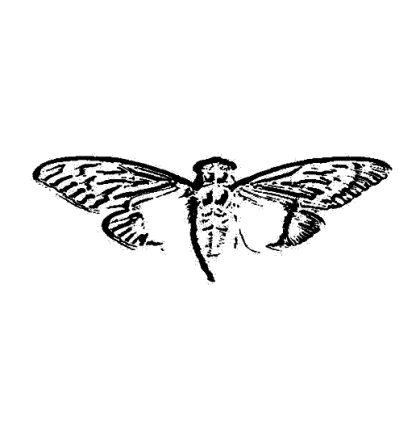 Black Cicada with Wings