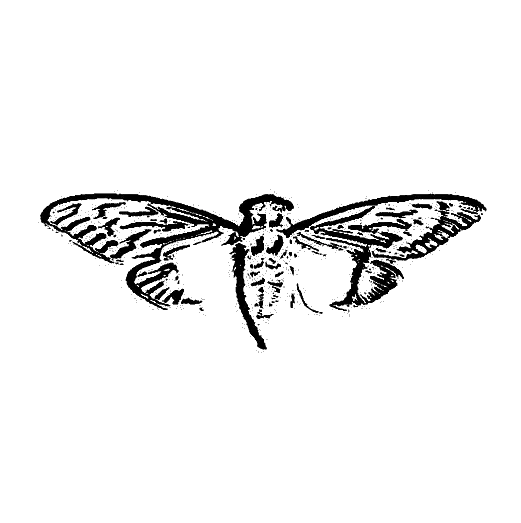 Black Cicada with Wings