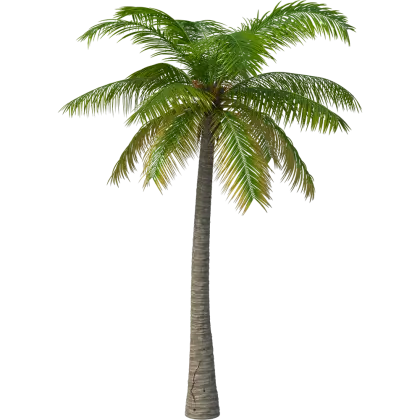 Tall Green Palm Tree Illustration