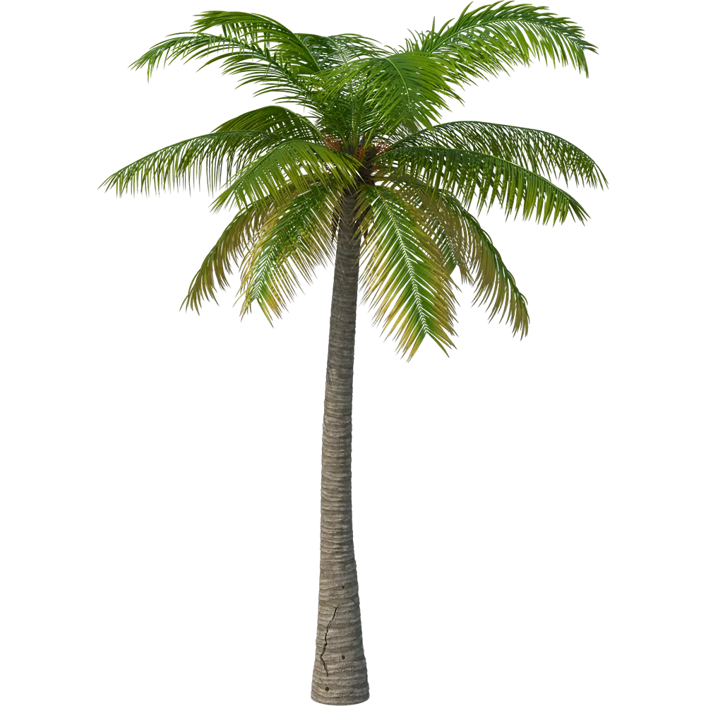 Tall Green Palm Tree Illustration