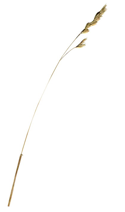 Single Wheat Stem