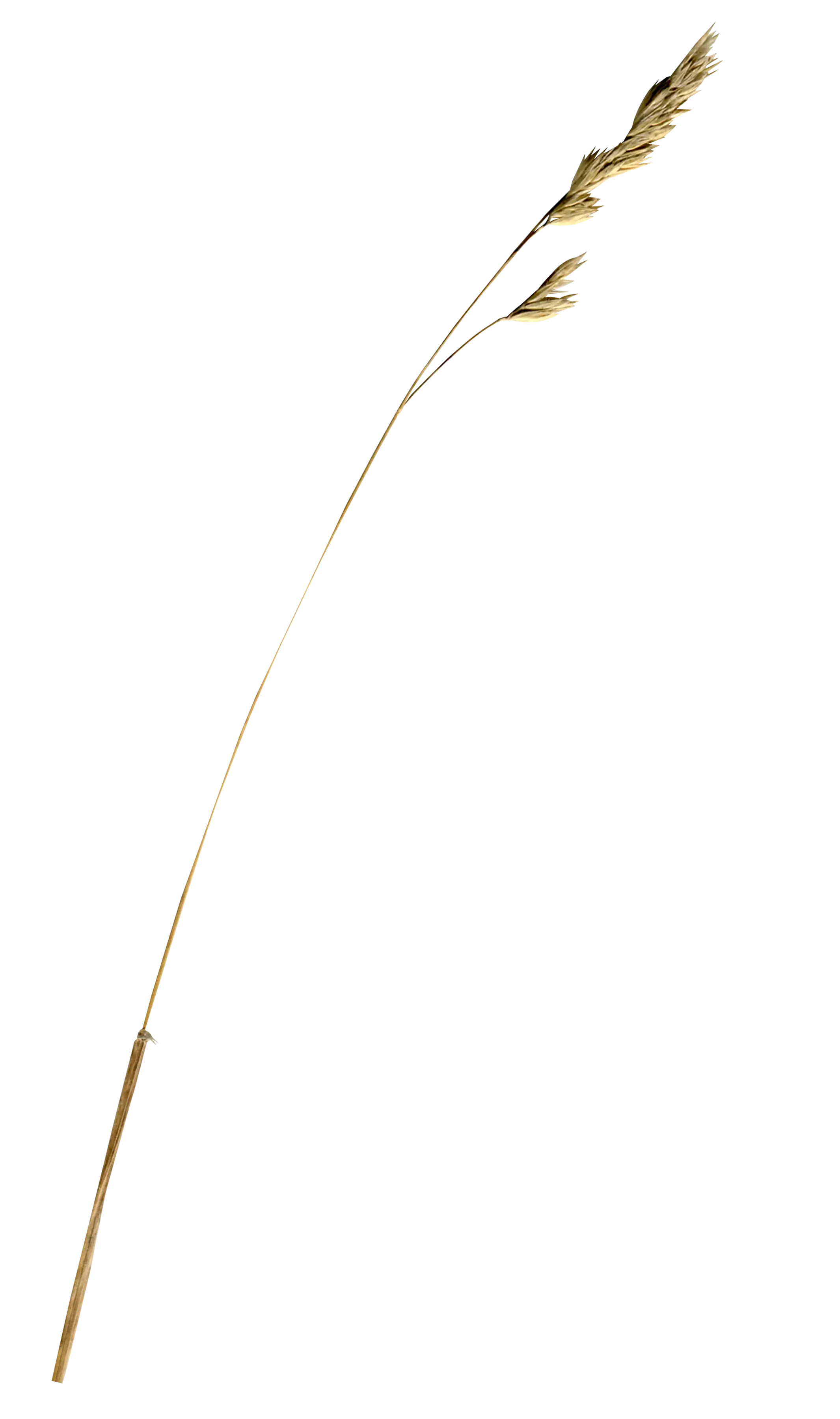Single Wheat Stem