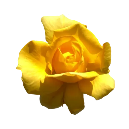 Yellow Rose Blossom