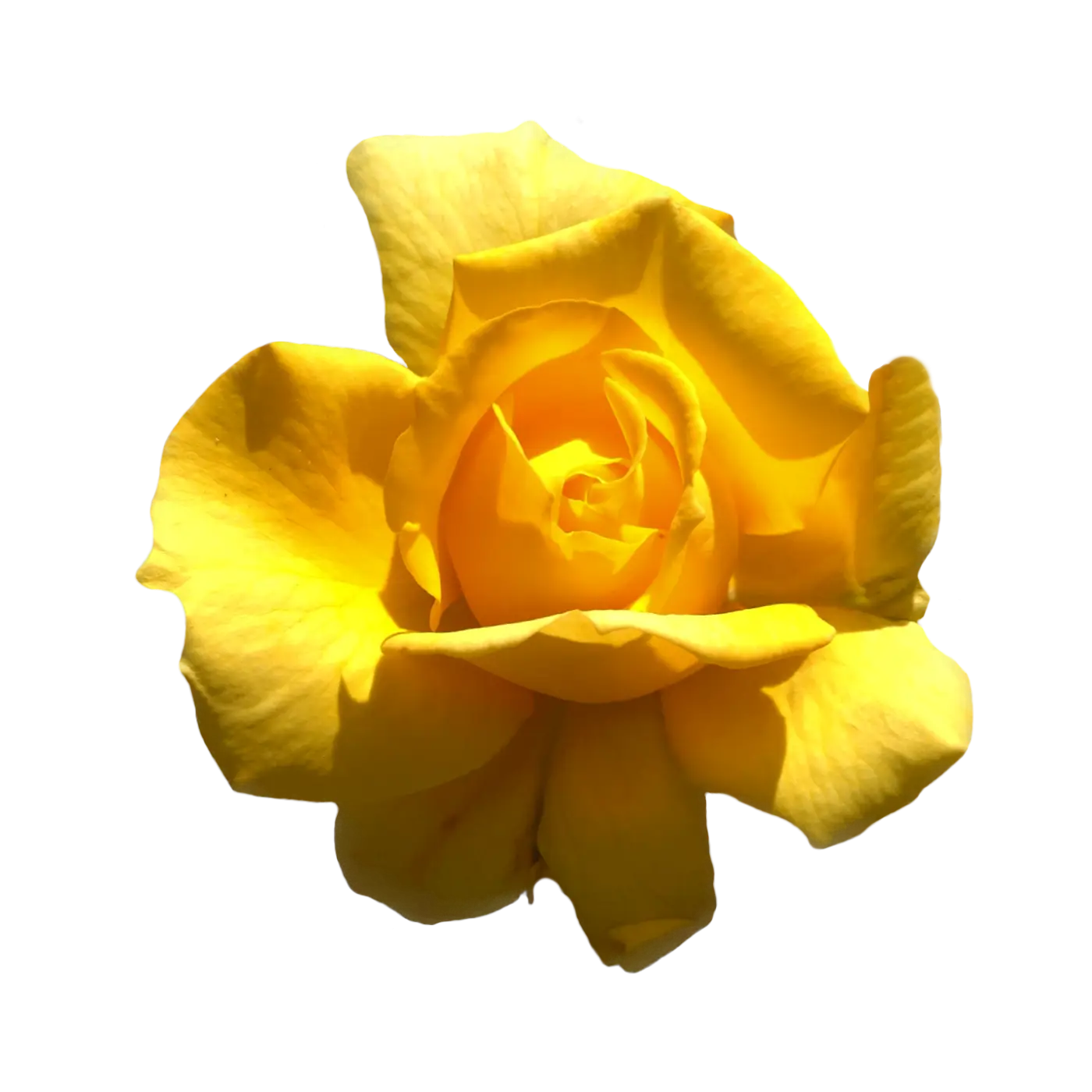 Yellow Rose Blossom