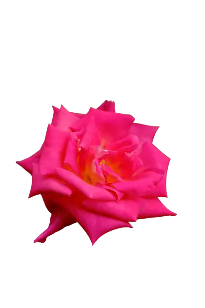 Pink Rose with Vibrant Petals