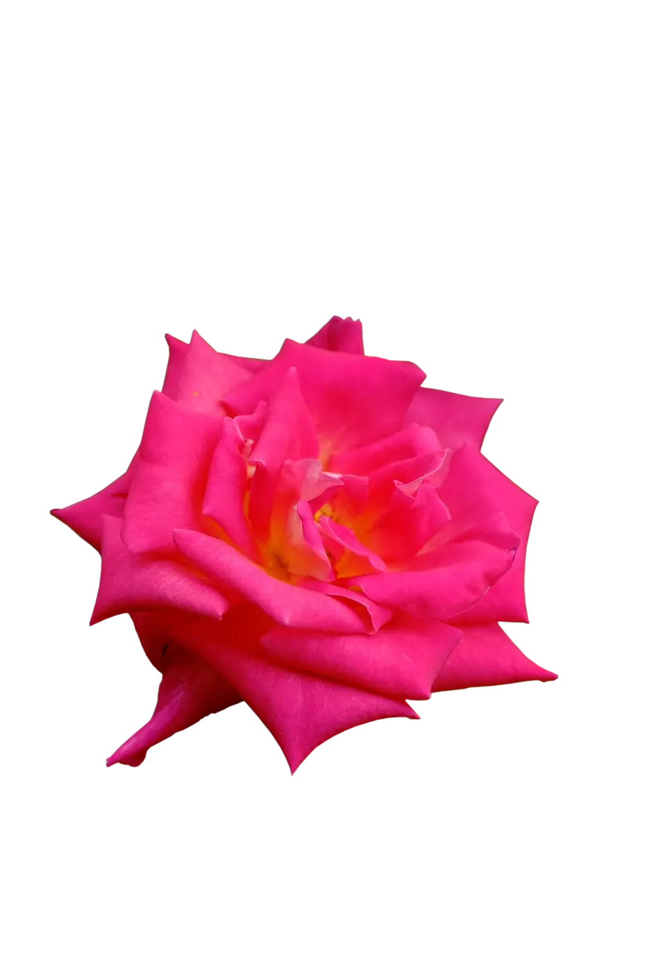 Pink Rose with Vibrant Petals
