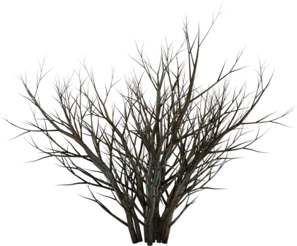 Leafless Tree Branches in Nature