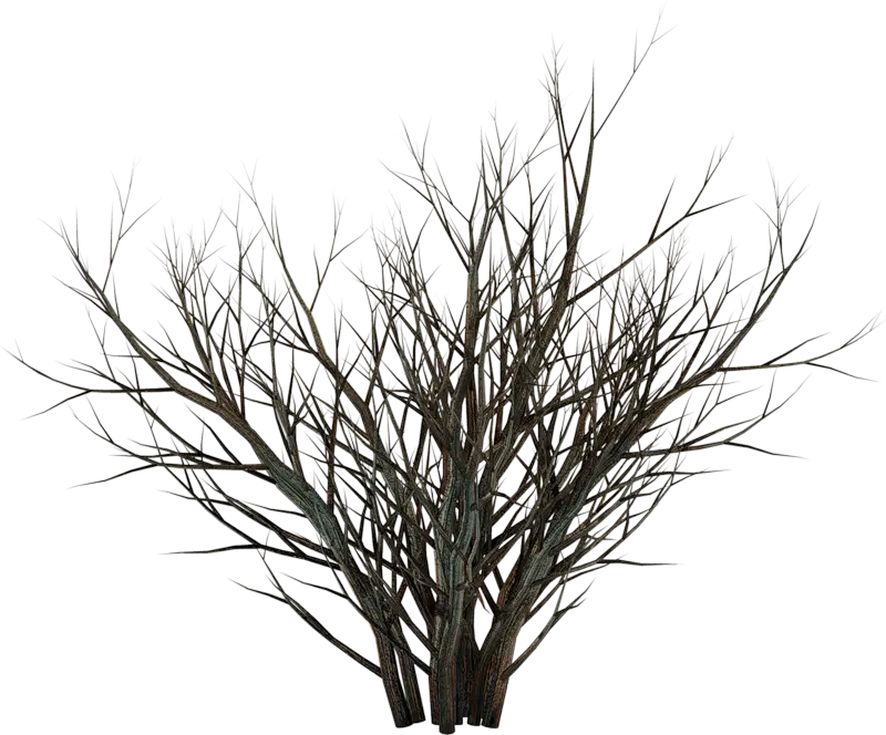 Leafless Tree Branches in Nature
