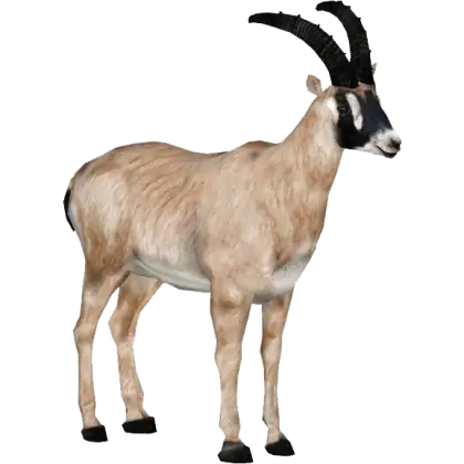 Markhor Goat with Large Curved Horns