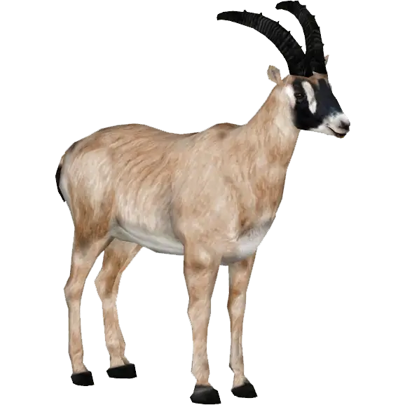 Markhor Goat with Large Curved Horns