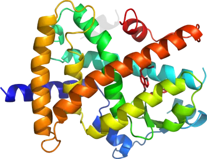 Protein Molecular Structure Model