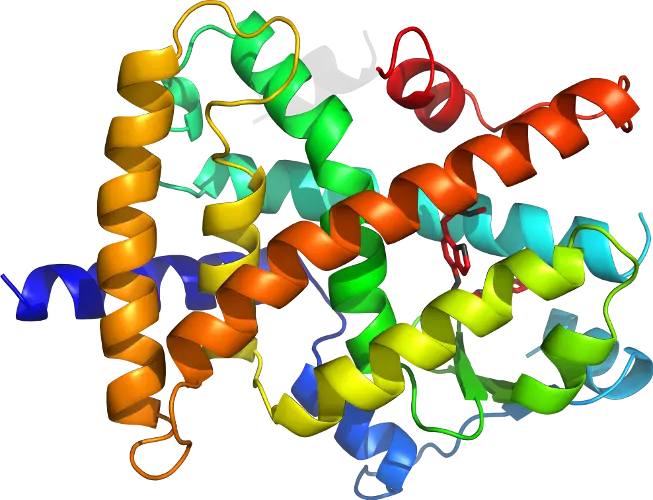 Protein Molecular Structure Model