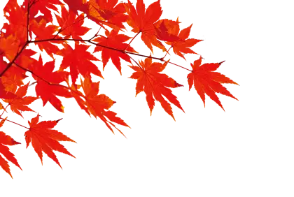 Red Maple Leaves in Autumn