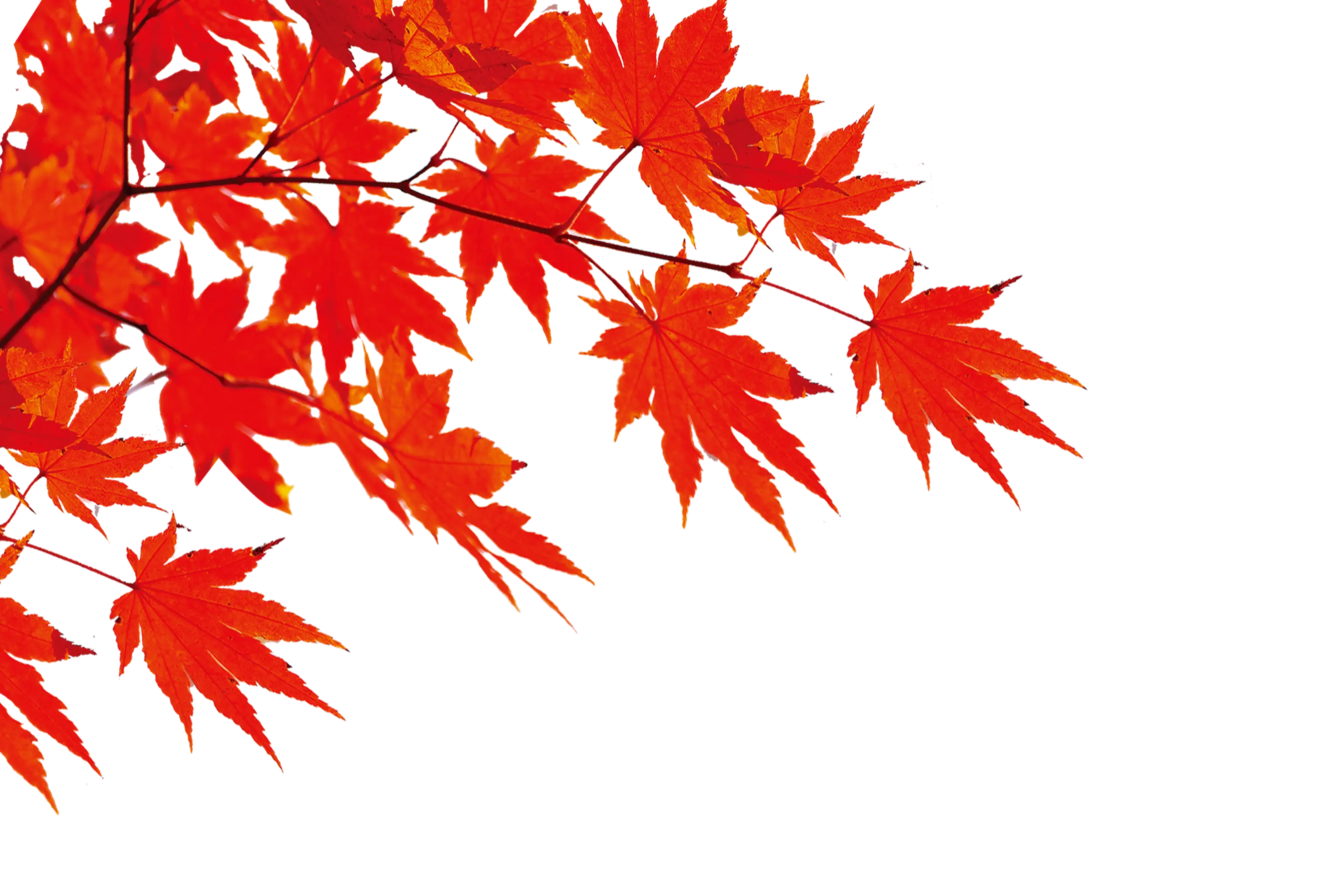 Red Maple Leaves in Autumn