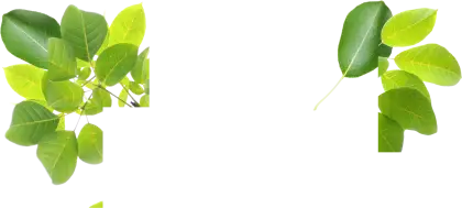 Fresh Green Leaves for Nature Decor