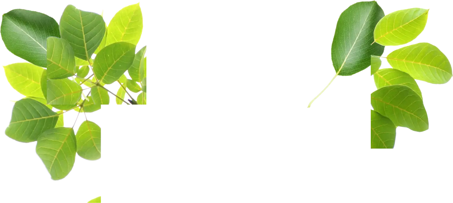 Fresh Green Leaves for Nature Decor