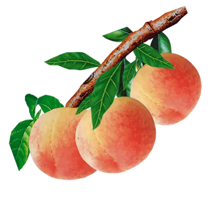 Fresh Ripe Peaches on a Branch