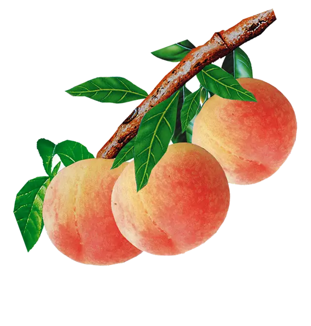 Fresh Ripe Peaches on a Branch