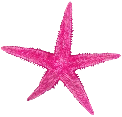 Vivid Pink Starfish Illustration