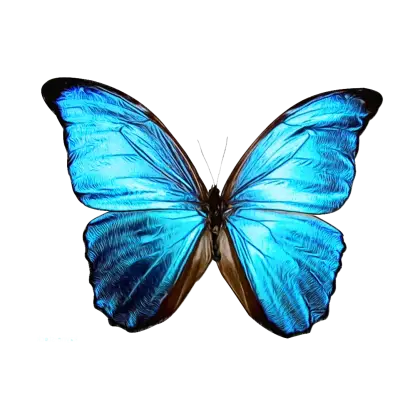 Delicate Blue Butterfly Illustration