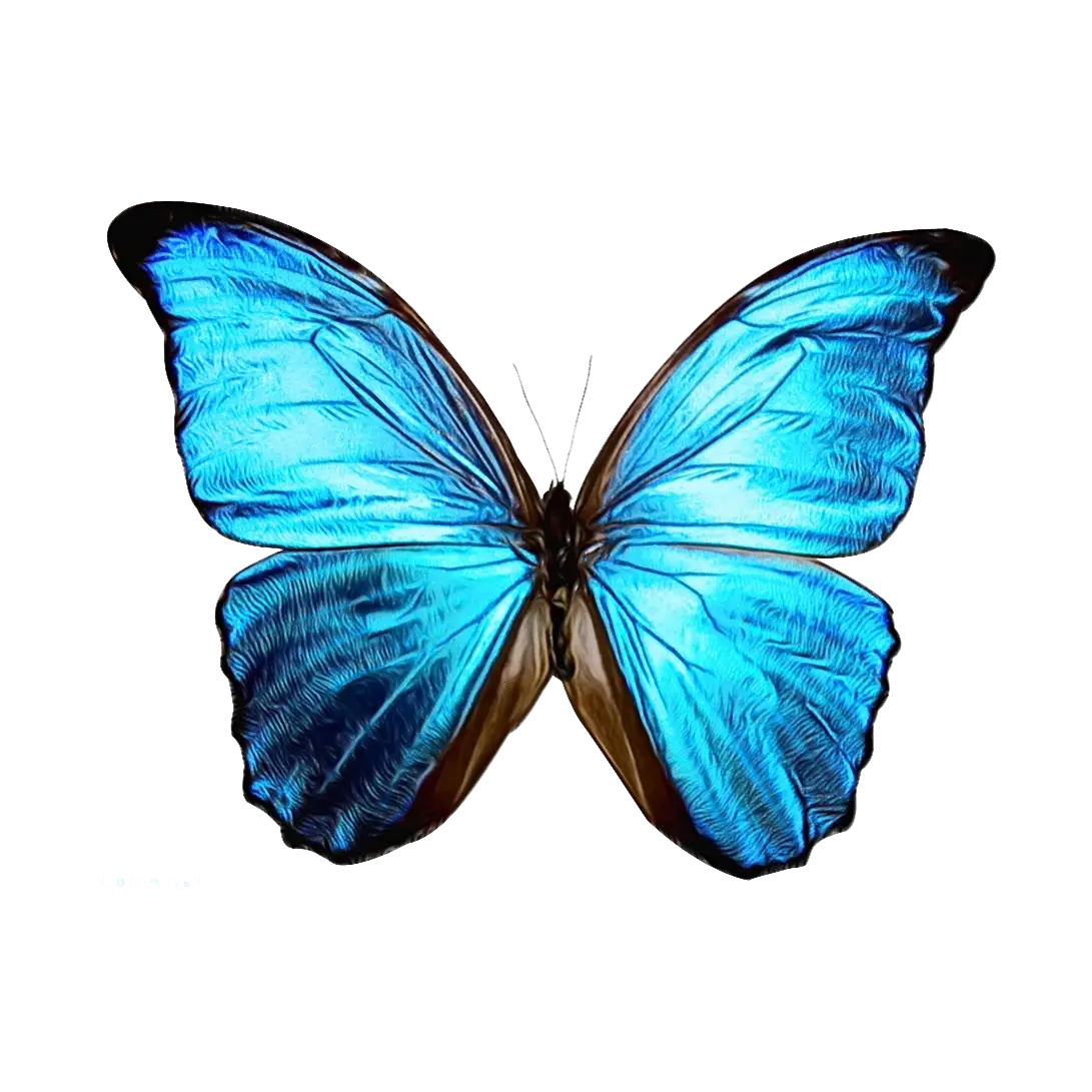 Delicate Blue Butterfly Illustration