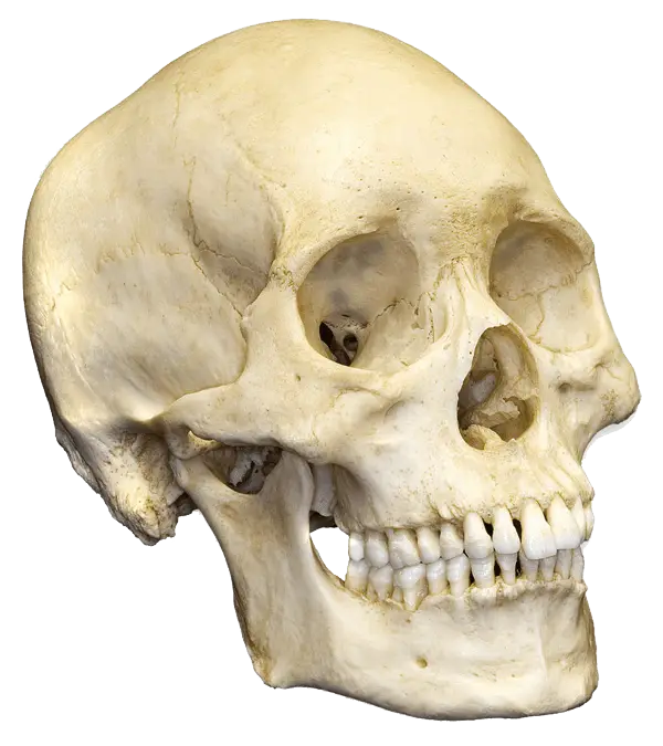 Human Skull Model for Anatomy Study