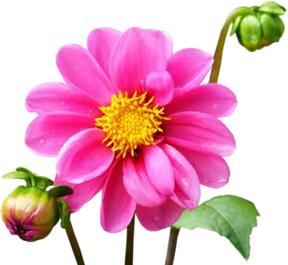 Beautiful Pink Dahlia Flower