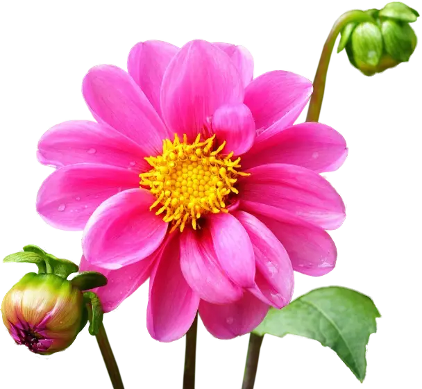 Beautiful Pink Dahlia Flower