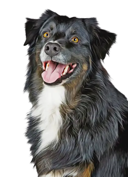 Happy Black Dog Portrait